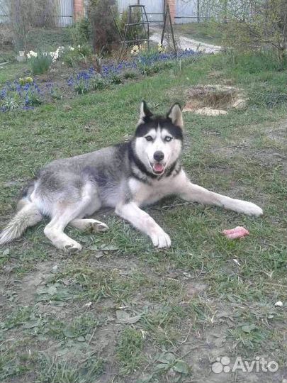 Кобель Сибирской хаски для вязки