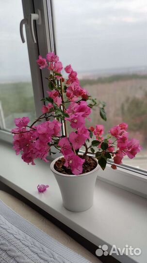 Бугенвиллия черенки