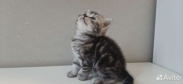 Британские котята