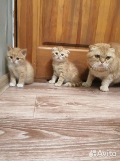 Шотландские вислоухие прямоухие котята
