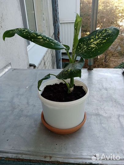 Диффенбахия