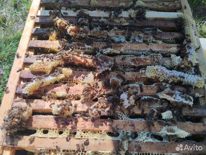 Пчелопакеты бакфаст