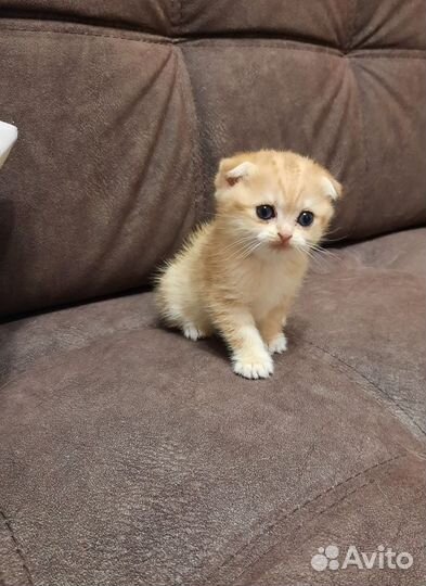 Шотландские котята золотая шиншилла