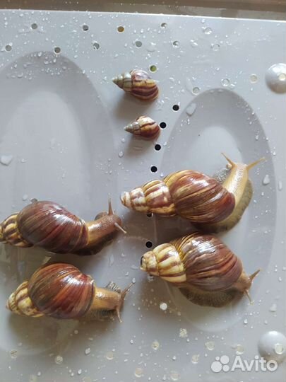 Улитки ахатины