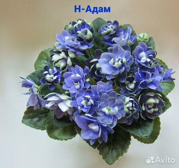Фиалка мини