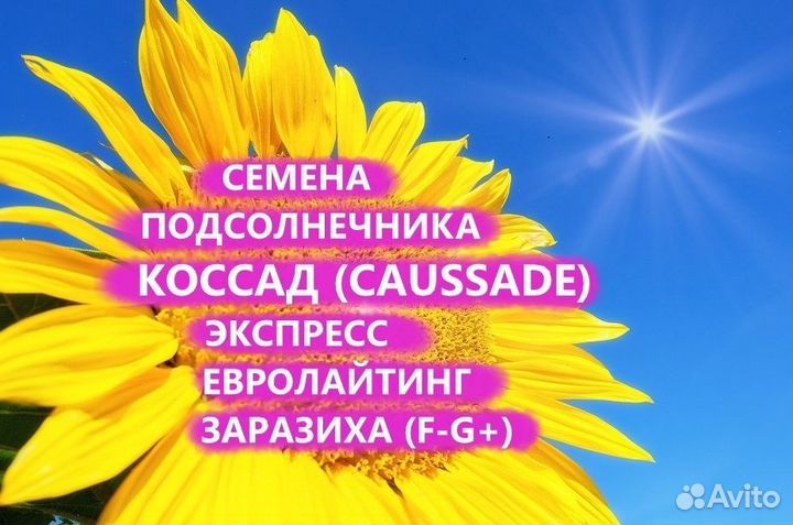 Семена подсолнечника Коссад (Сaussade), Тула