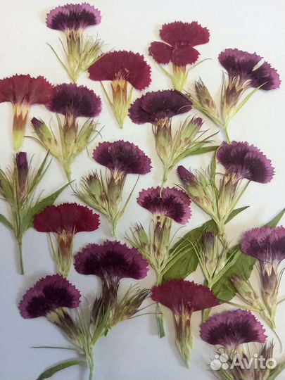 Сухоцветы для творчества. Гербарий