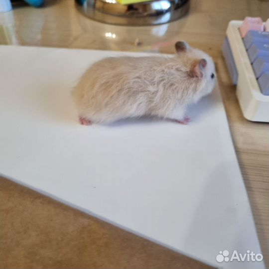 Сирийские, ангорские хомячки