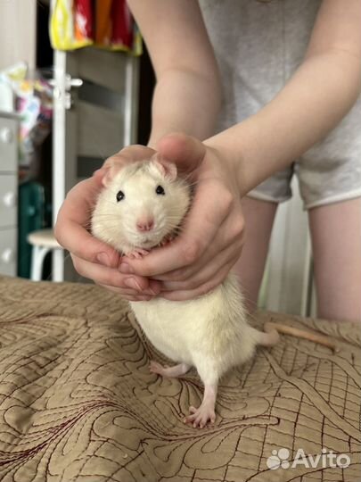 Крыса дамбо рекс