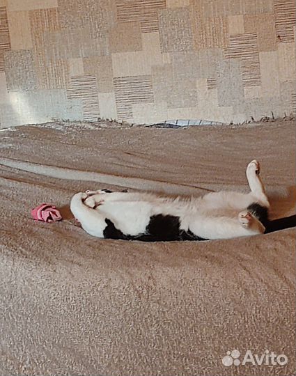 Кошечка в добрые руки