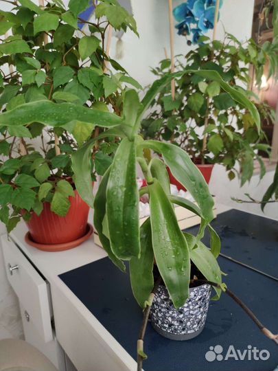 Золотой ус (каллизия душистая)