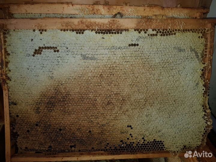 Мед акациевый 2023