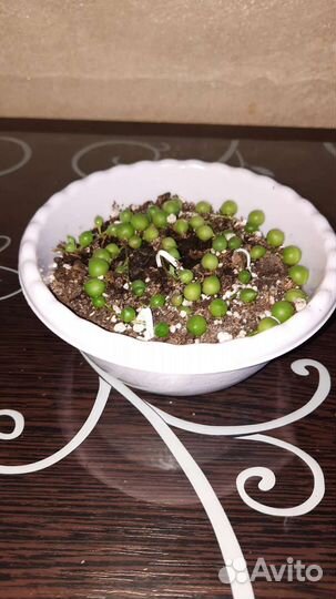 Крестовник Роули