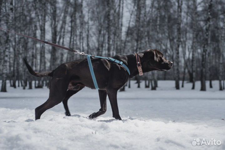 Красавец питбуль в поисках семьи