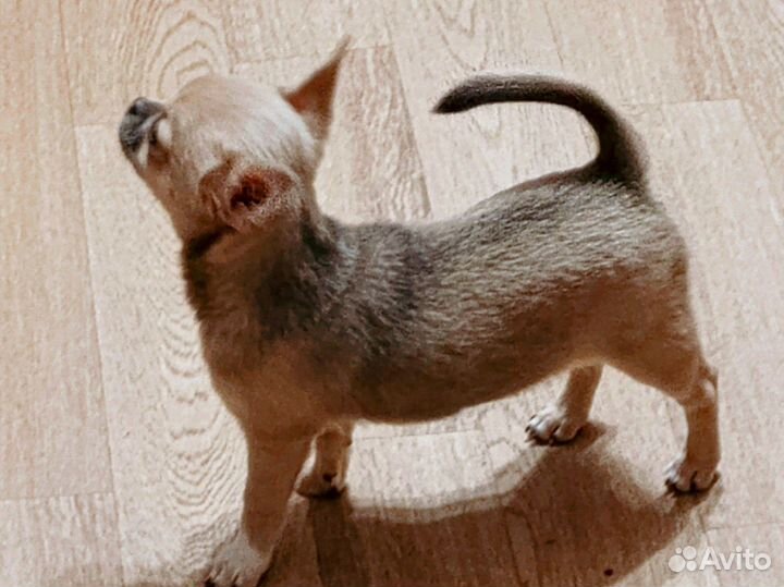 Щенки чихуахуа