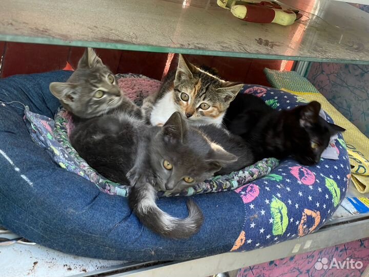 Котята в дар