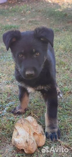 Немецкая овчарка