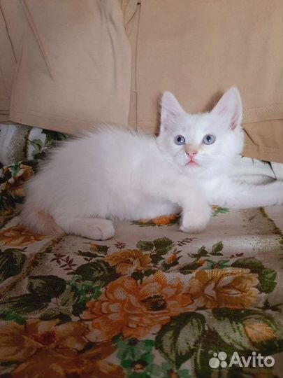 Котята от бобтейлов