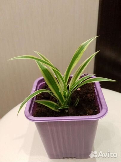 Хлорофитум Лаксум. Полезный живой подарок