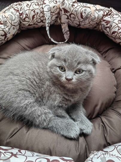 Шотландская вислоухая