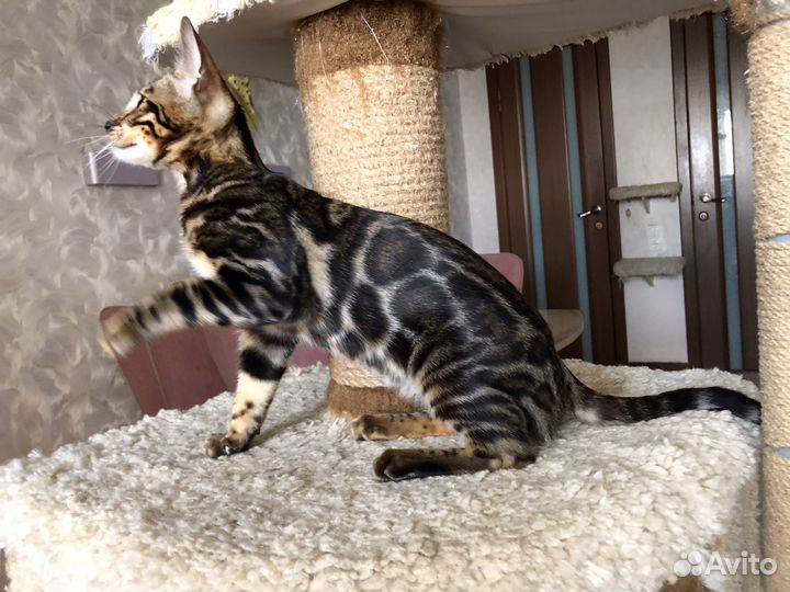 Бенгальские девочки