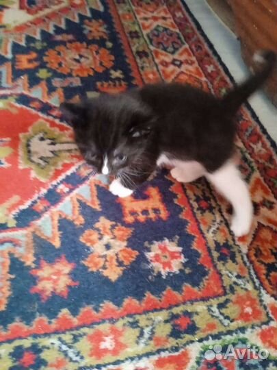 Котята в добрые руки бесплатно