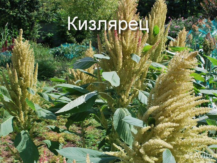 Амарант зерновой, овощной, салатный, чайный