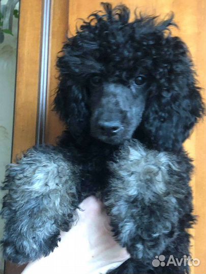 Пудель карликовый и средний