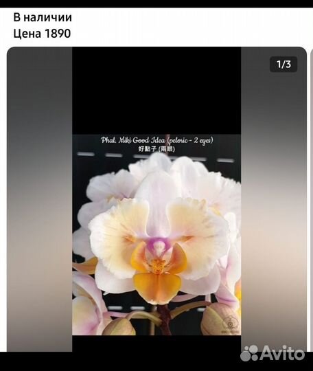 Орхидея катлея