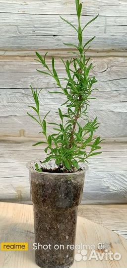 Лаванда узколистная