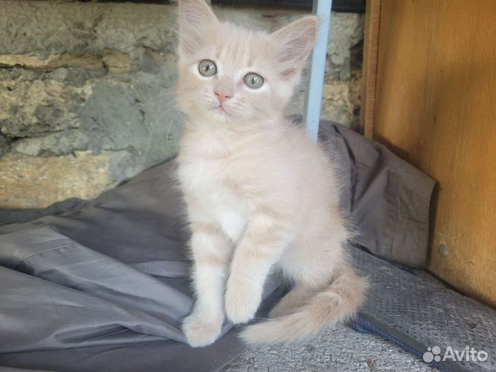 Котята в добрые руки бесплатно