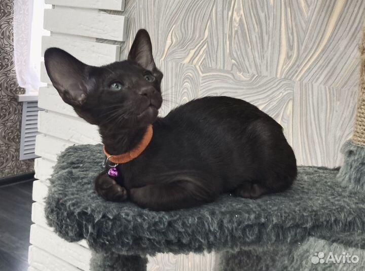 Ориентальные котята