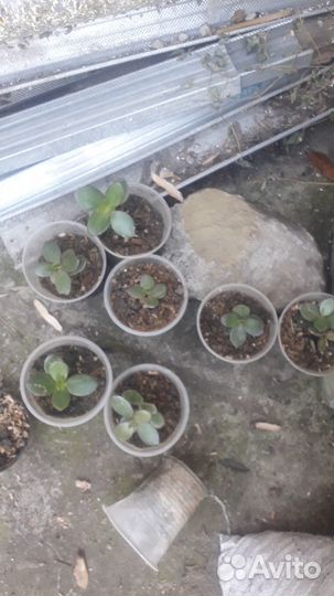 Денежное дерево