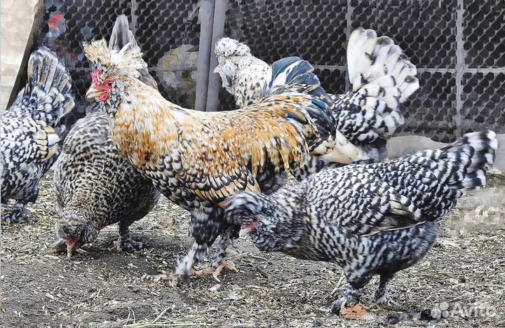 Продаю ия кур пород брама, орловская, павловская