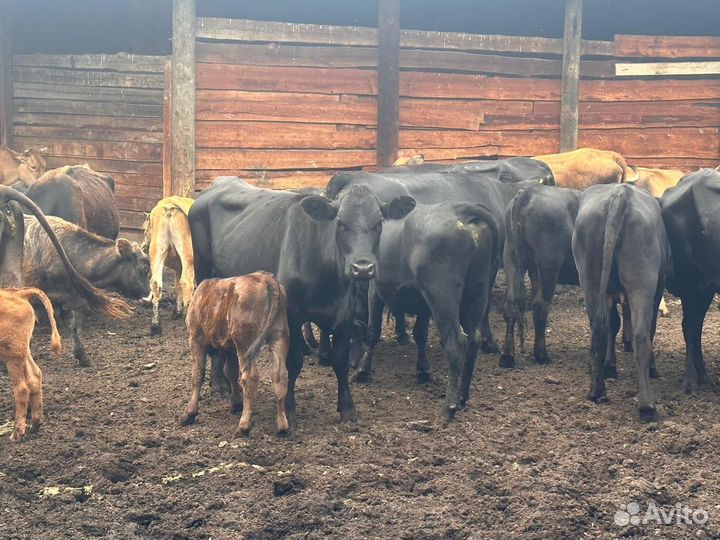 Коровы, телята