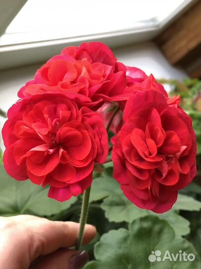 Пеларгония ив Майя Плисецкая