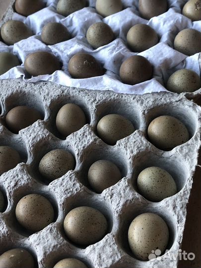 Инкубационное яйцо декоративной перепелки