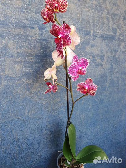 Орхидея цветущая Red Sesame / Красный Сезам