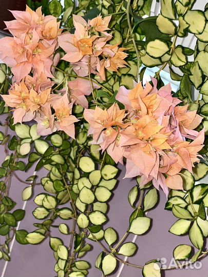 Бугенвиллия