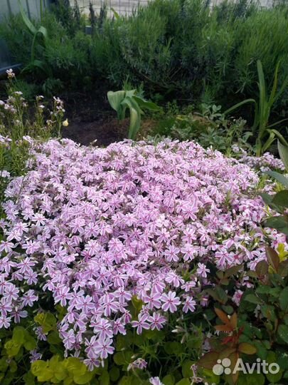 Флокс шиловидный