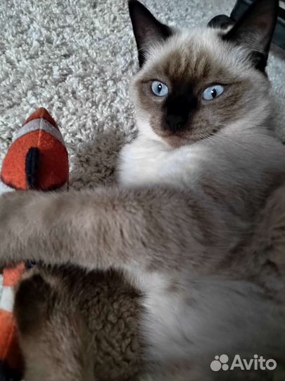 Потерялся кот