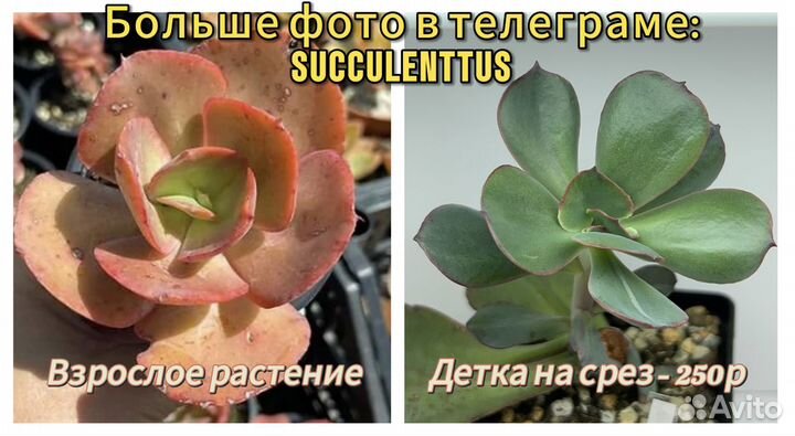 Суккуленты сотовые садики