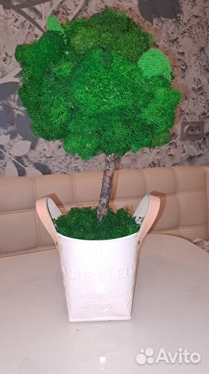 Дерево стабилизированный мох