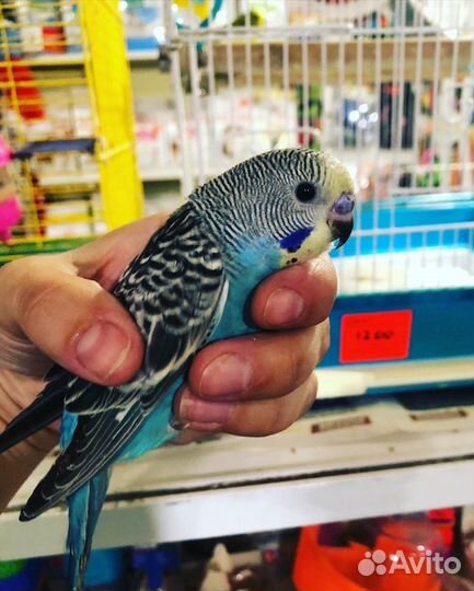 Попугай волнистый