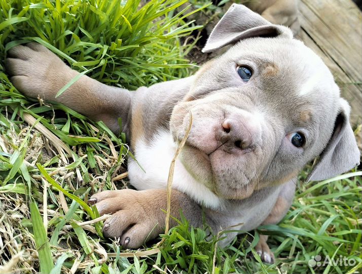 Американский булли