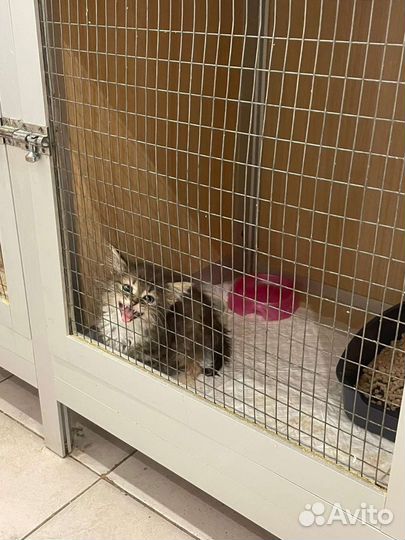 Котёнок девочка 2 месяца