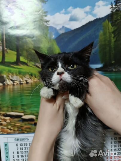 Котик мальчишка