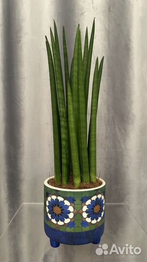 Сансивиерия цилиндрика