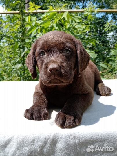 Шоколадные и черные щенки лабрадора