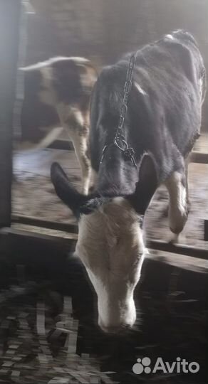 Быки и телки